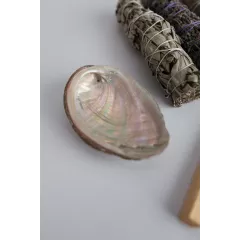 Coquille d'ormeau Coquille d'ormeau