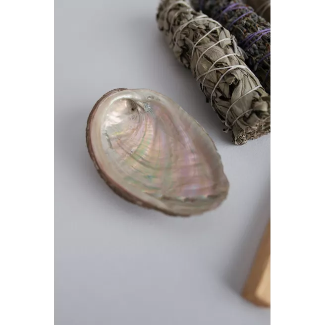Abalone shell 10